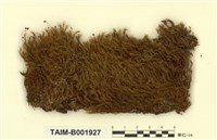 藏品(梨蒴珠苔)的圖片